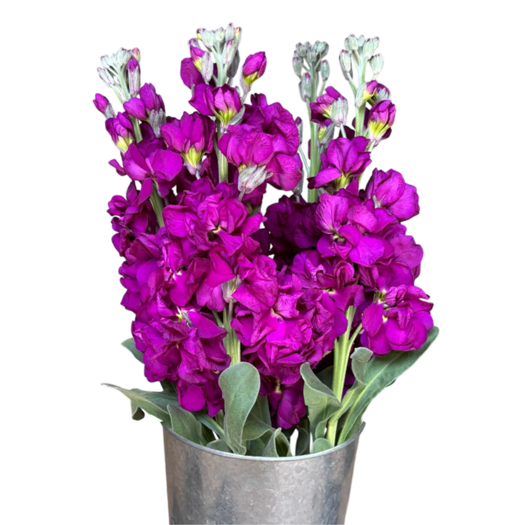 stock deep purple.webp