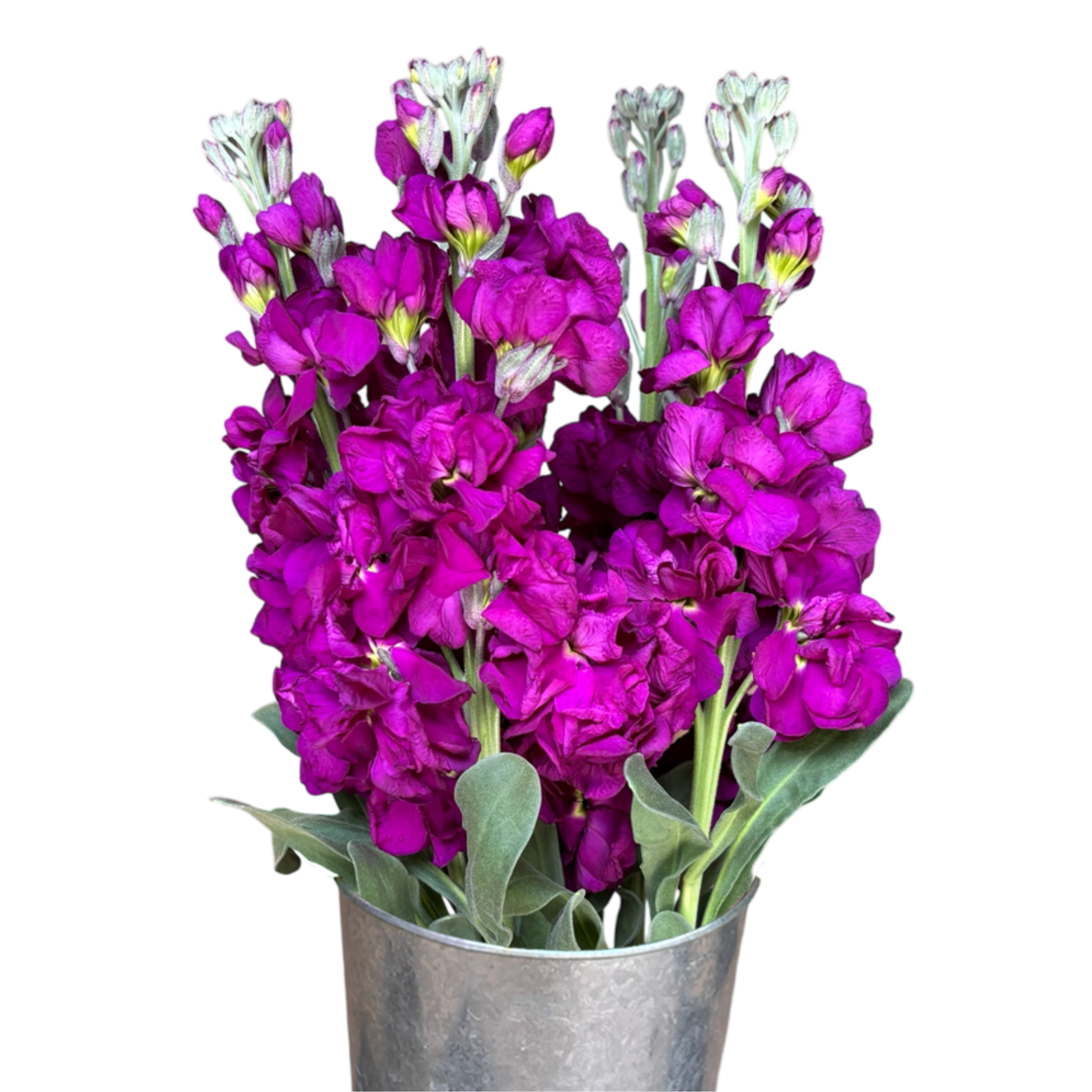 stock deep purple.webp