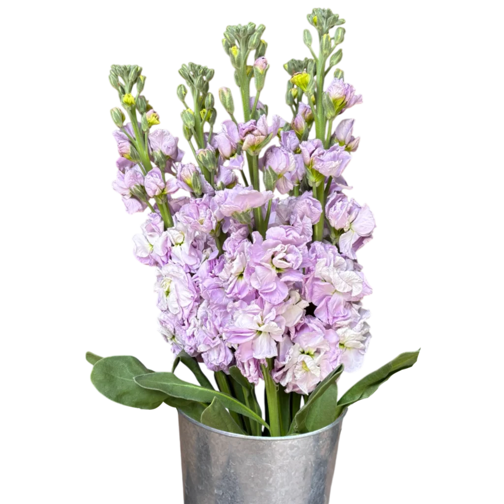 stock lavender.webp