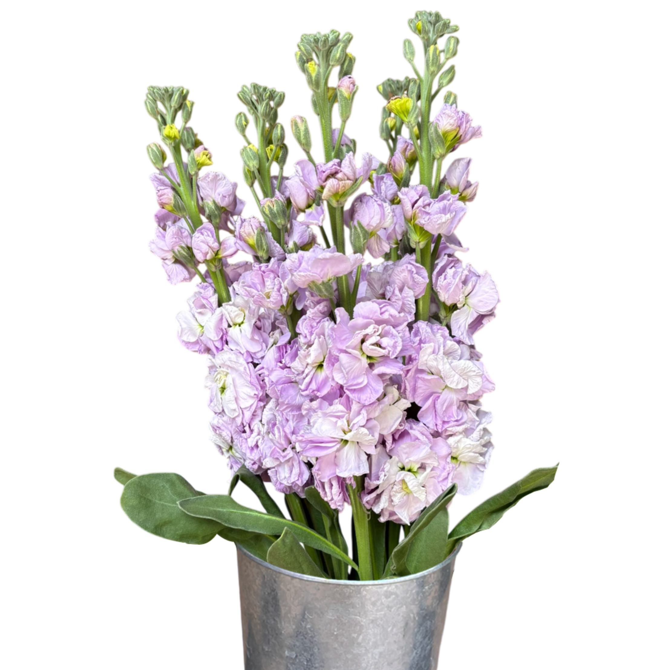 stock lavender.webp