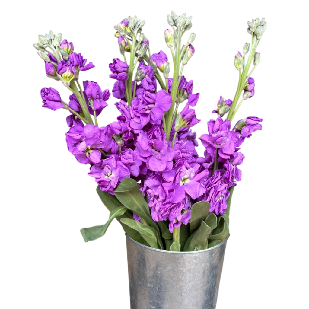 stock lilac.webp