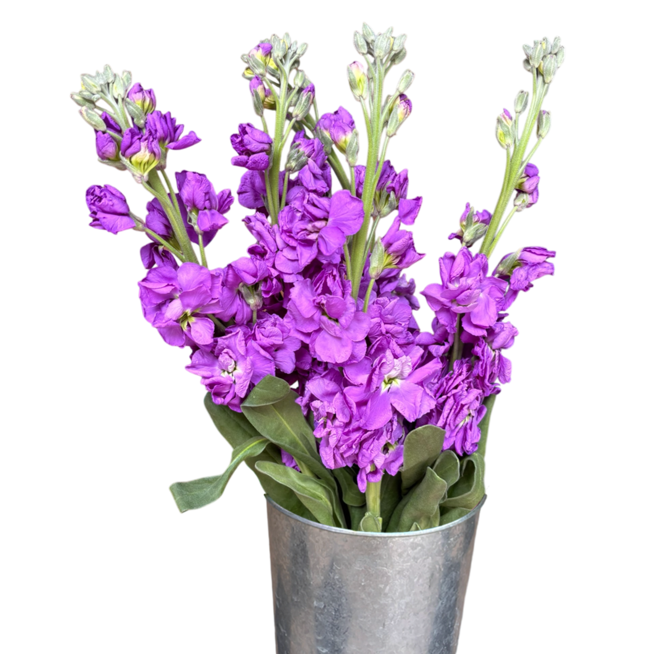 stock lilac.webp