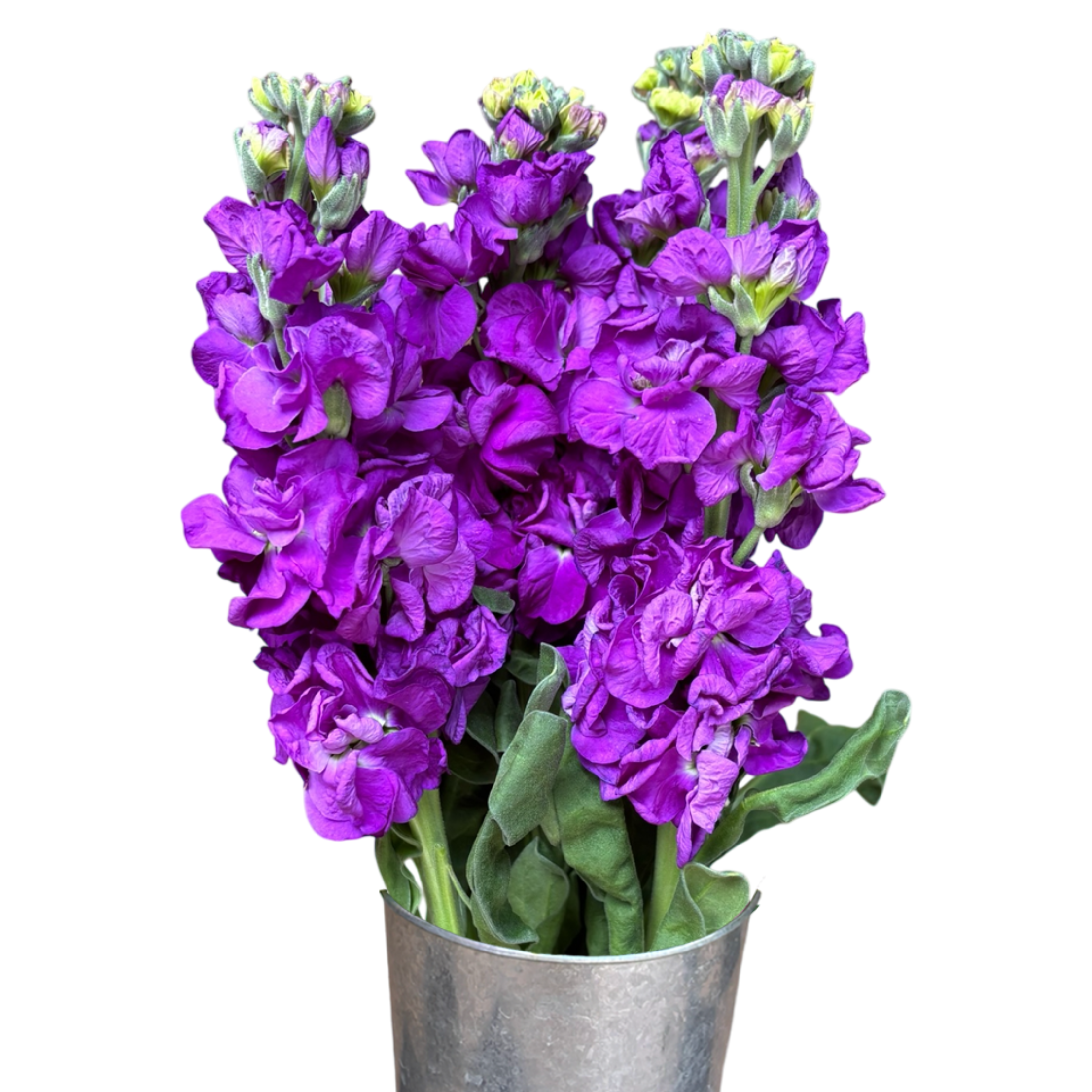 stock purple.webp