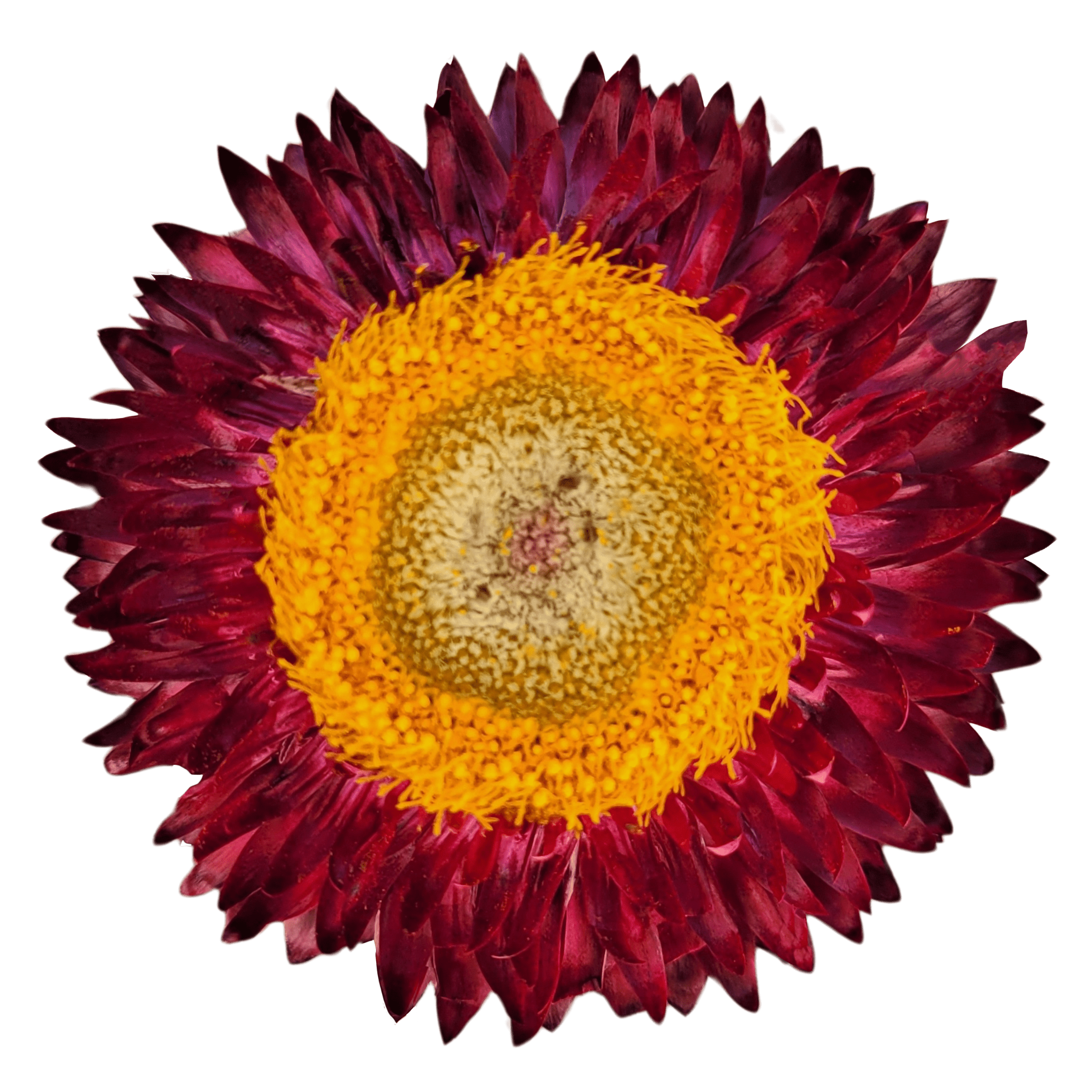 strawflower burgundy