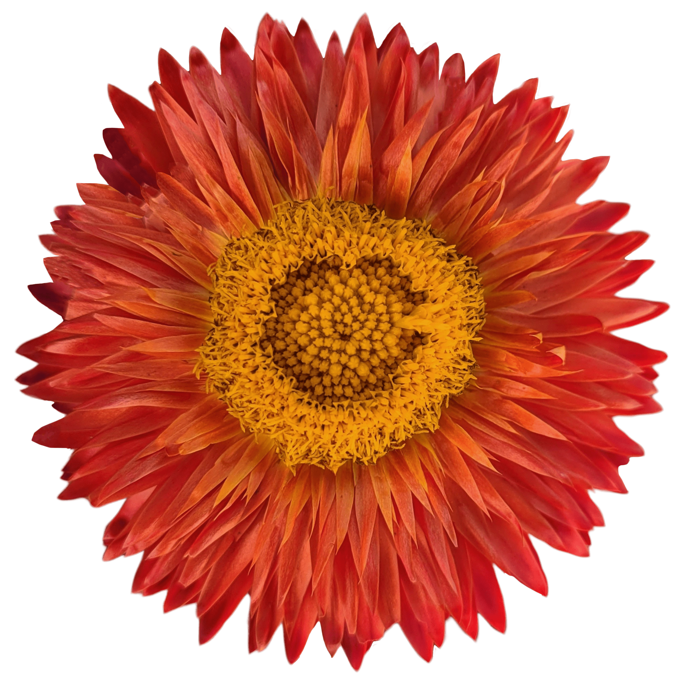 strawflower orange