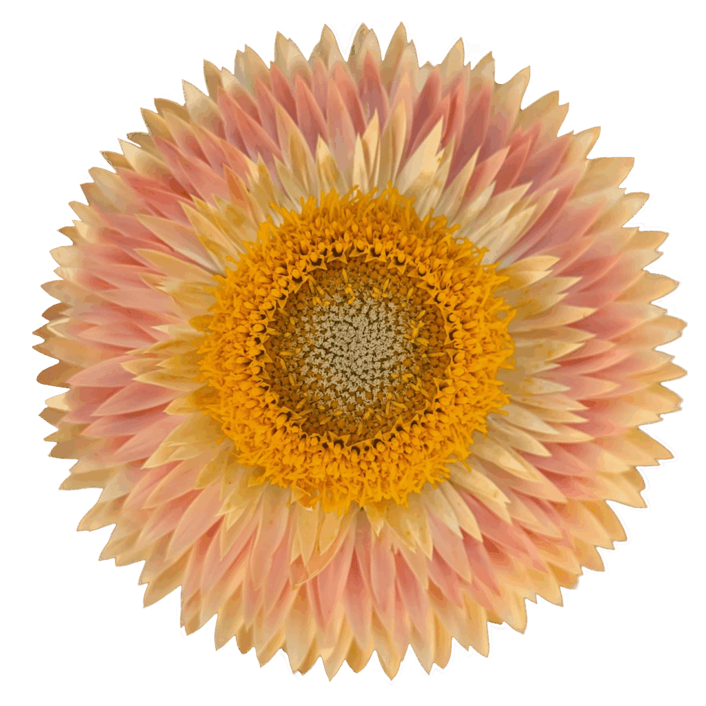 strawflower peach