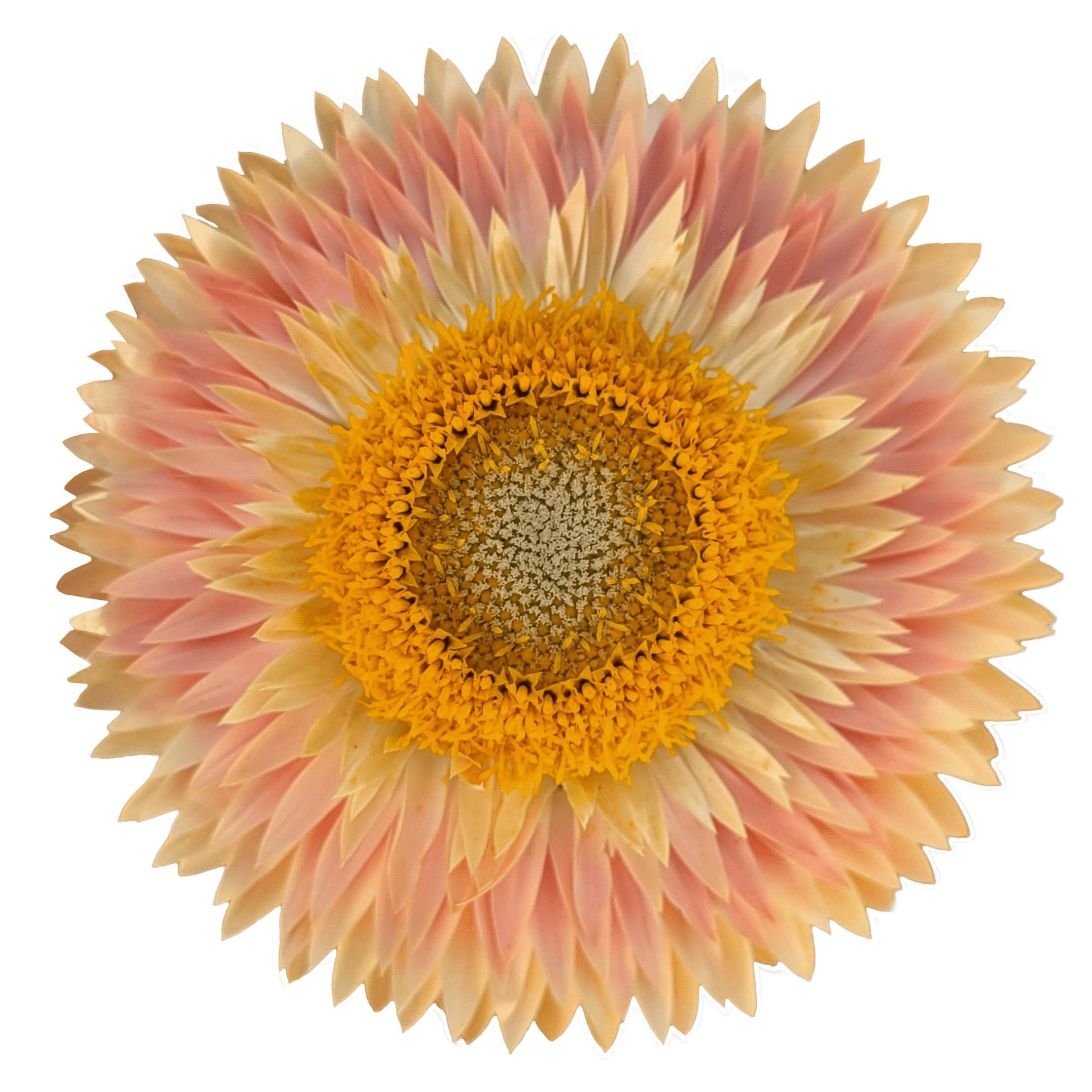 strawflower peach