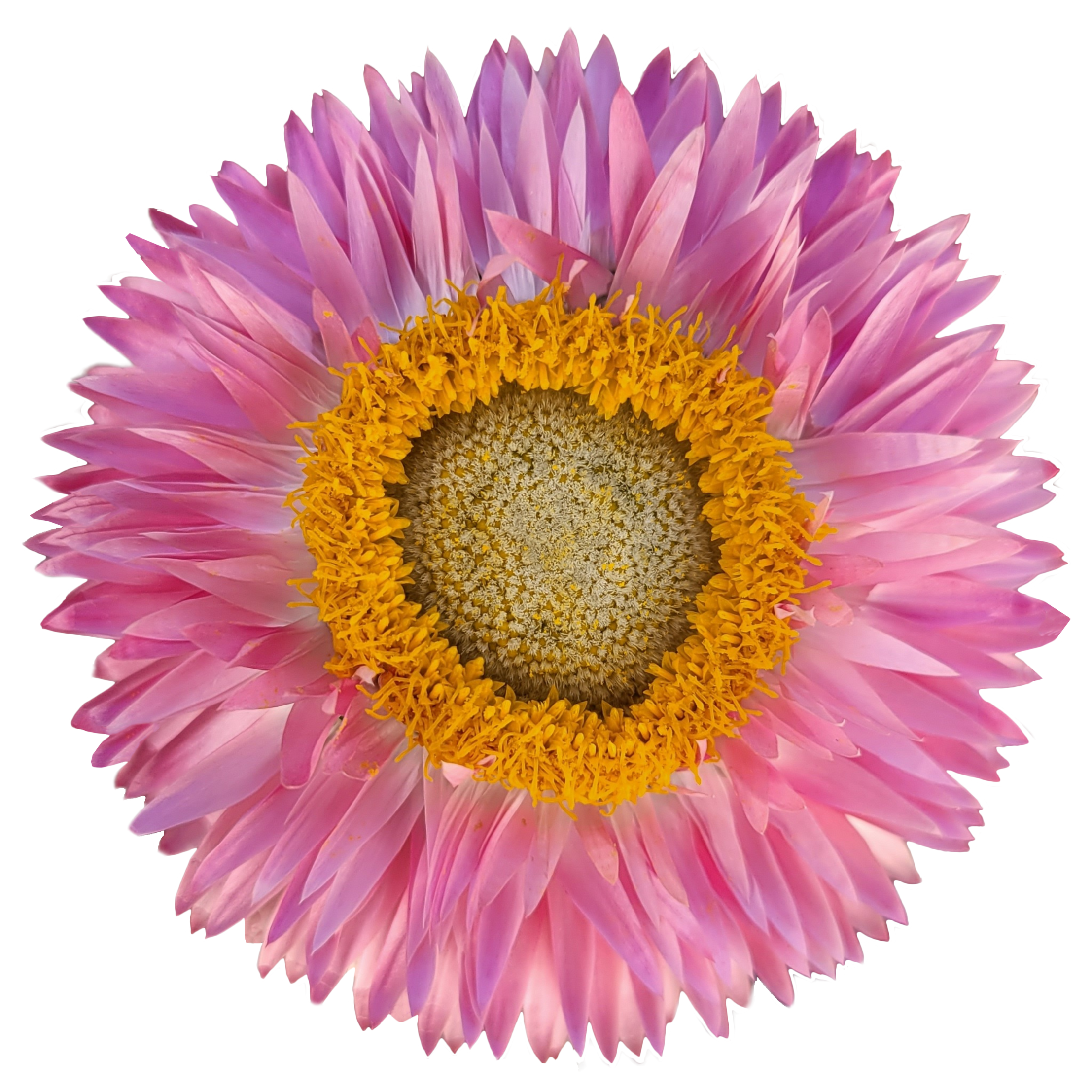 strawflower pink