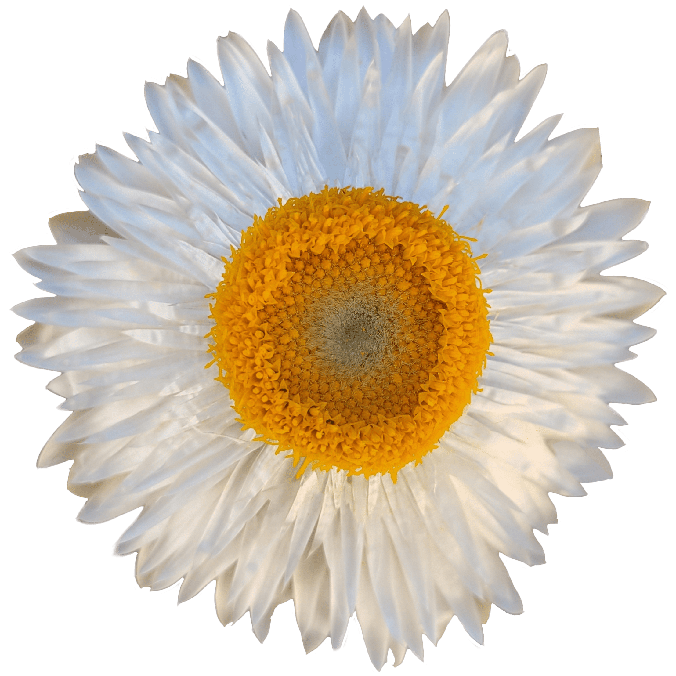 strawflower white