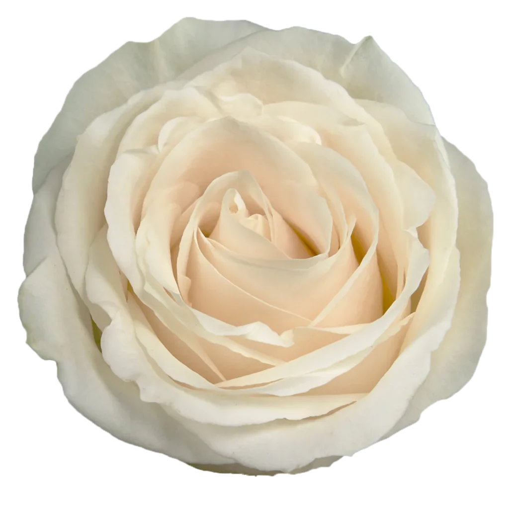 vendela rose.webp