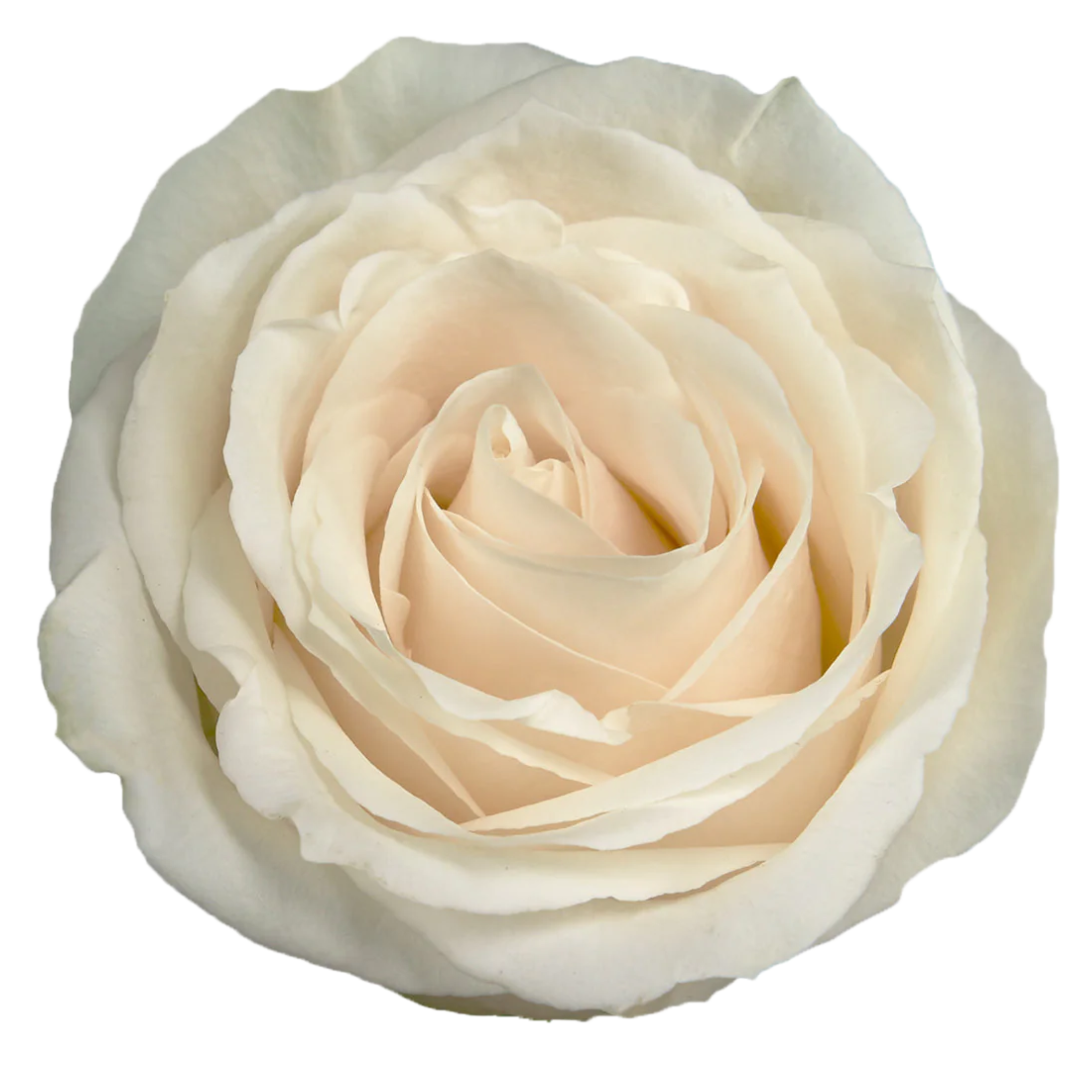 vendela rose.webp