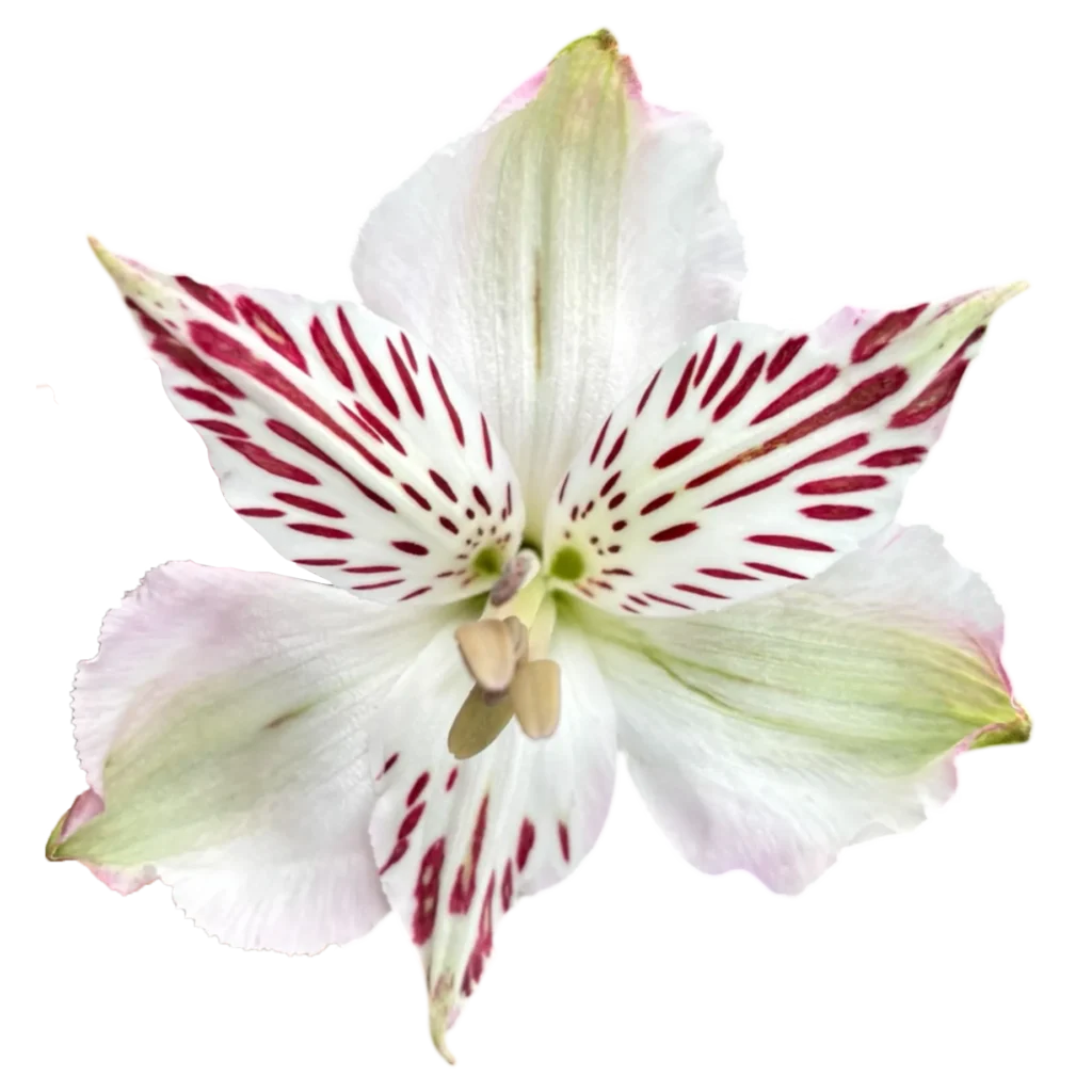 alstroemeria pink orchid