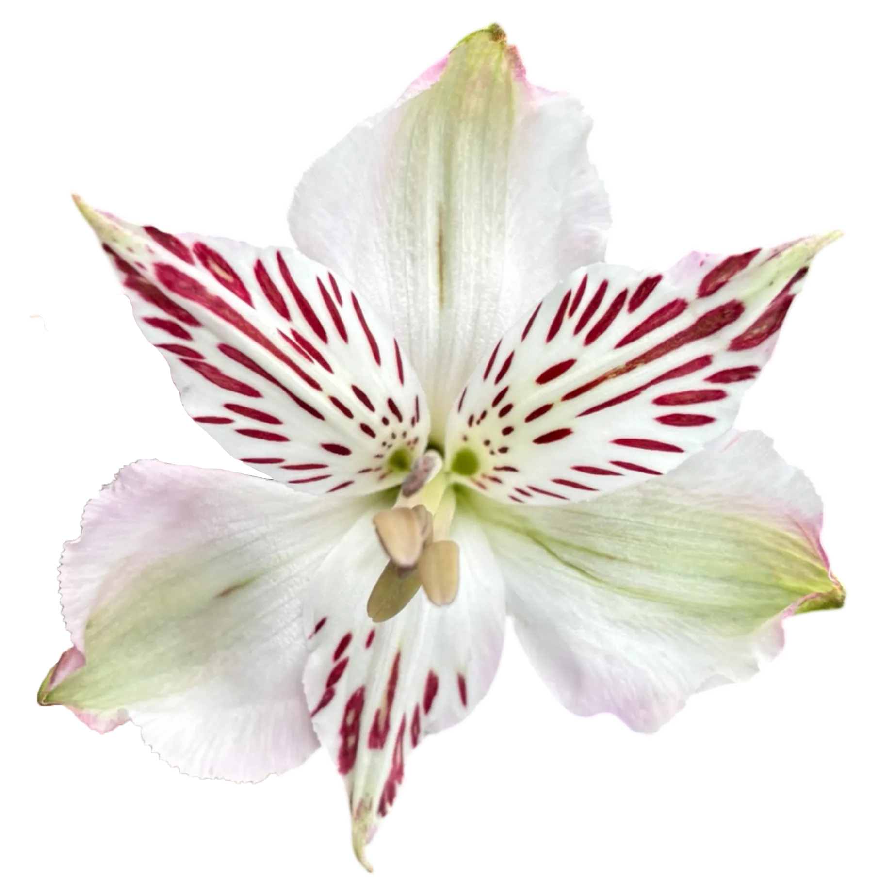 alstroemeria pink orchid