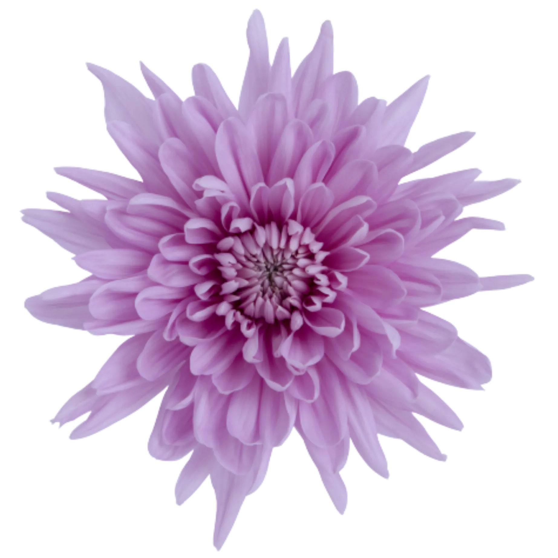 chrysanthemum primavera