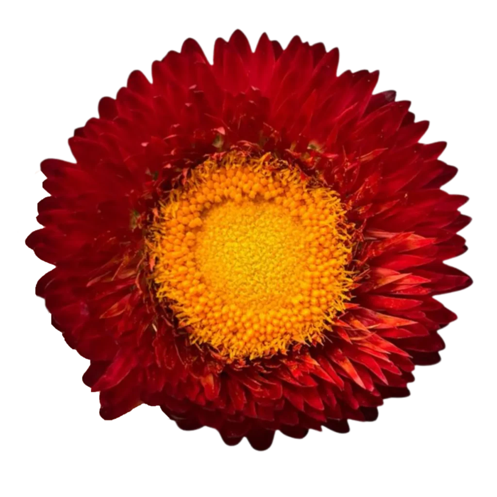 strawflower red