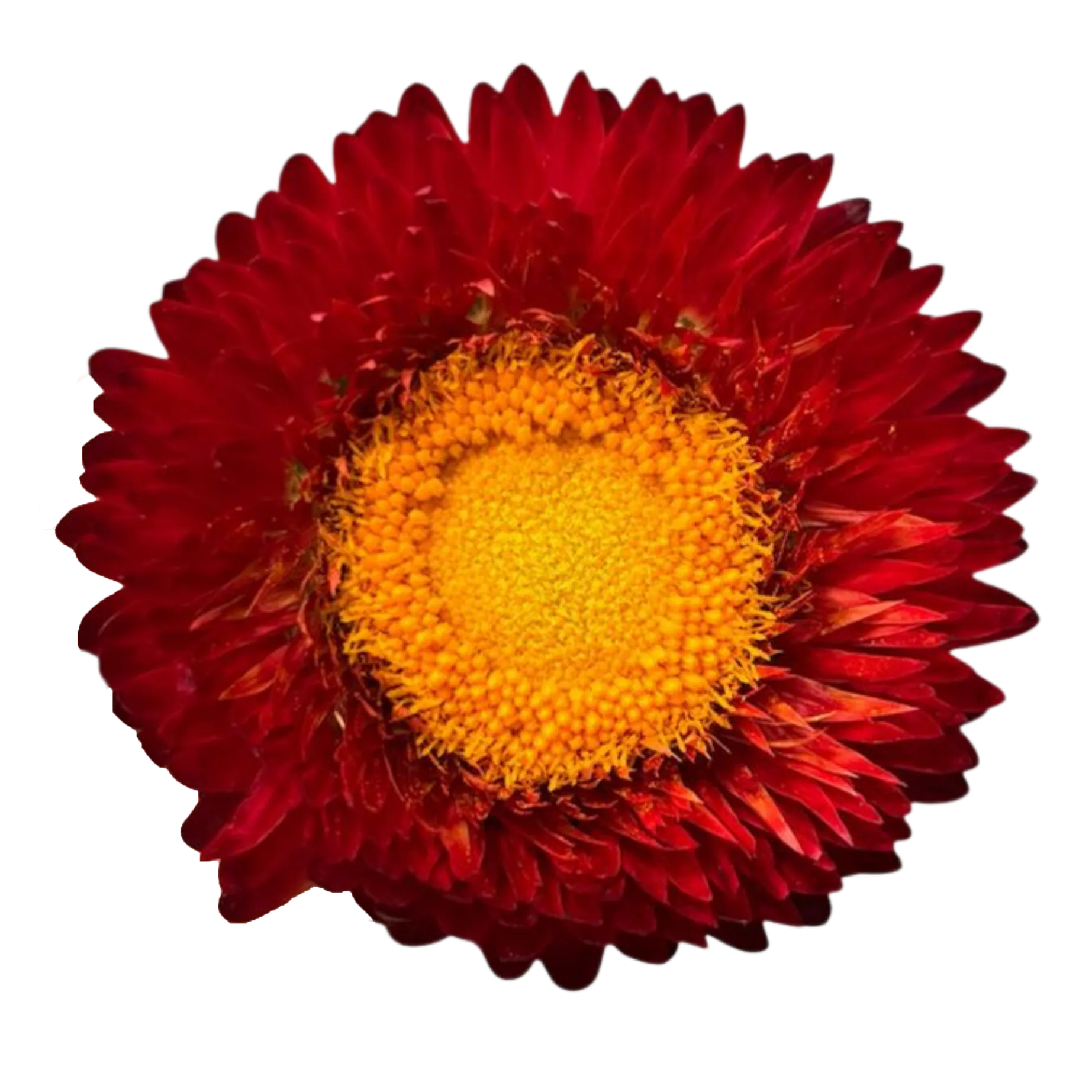 strawflower red